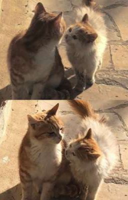 baekdo, tiny love 