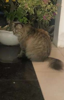 bé dâm