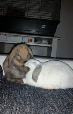 Bite