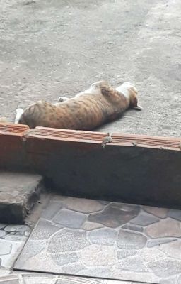Chả biết