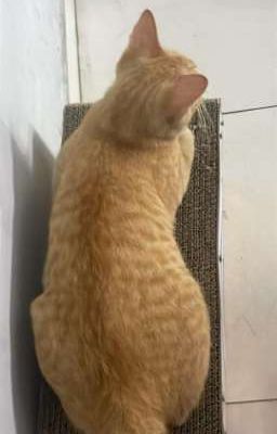 Đặc Cách
