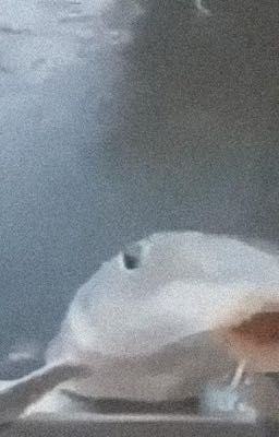Đầm cá trê