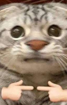 Dâm dâm