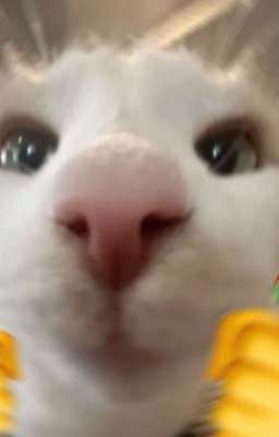 Đồ ngốc