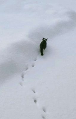 faran || first snow