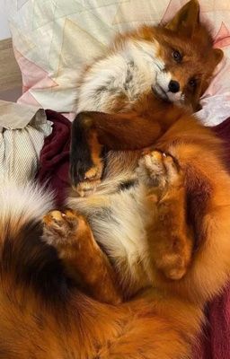 fox 