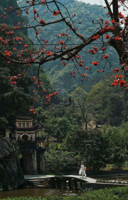 Hoa Gấm [ TBTN ] 