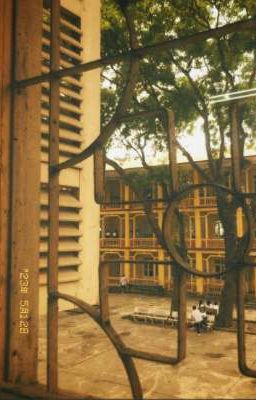Hoa Phượng Đỏ