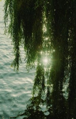 hoa trà ⋆˚✿˖°