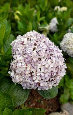 Hydrangeas Are Blooming