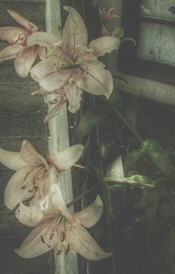 isn | we