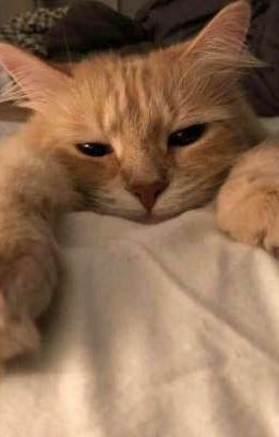 k.vũ | kitten