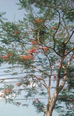 Lặng bên người 