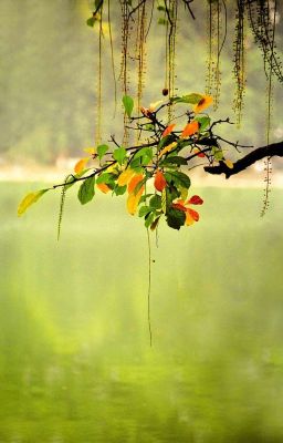 Lệ