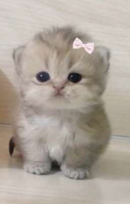 Mèo An