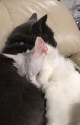 Mèo đói