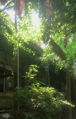 Midori
