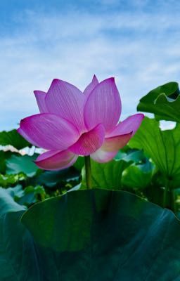 Mời Trầu