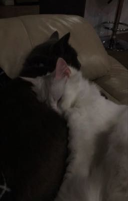 NgocVu_Chocolate