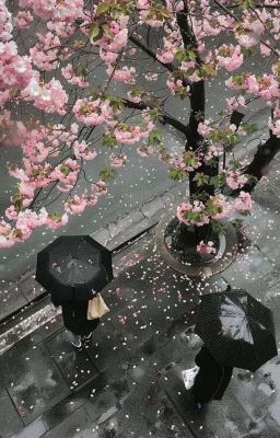 on2eus ; mưa