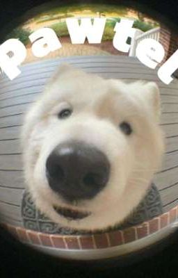 Pawtel