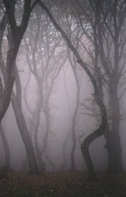 rainforest