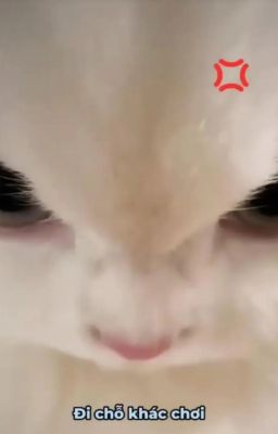 [RHYCAP] Dỗ mèo
