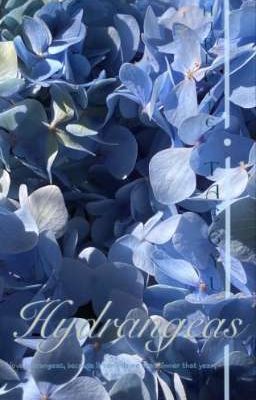 taegyu | hydrangeas