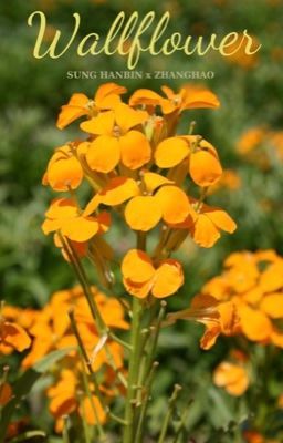 [Textfic] BINHAO / WALLFLOWER