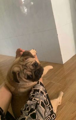 THCVPDBT