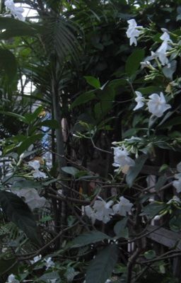 tôi - anh.