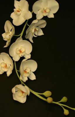 [Tổng] Nữ Đế 