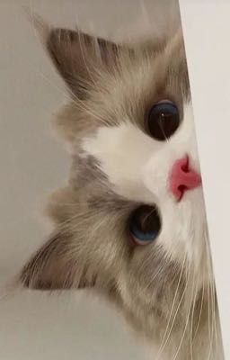 [Vicho] 💗