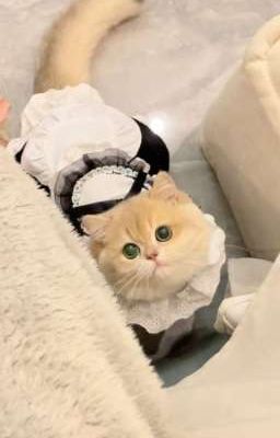 vicho | maid
