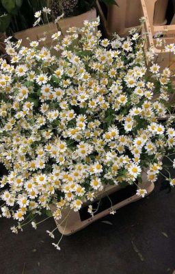 williamest | daisy