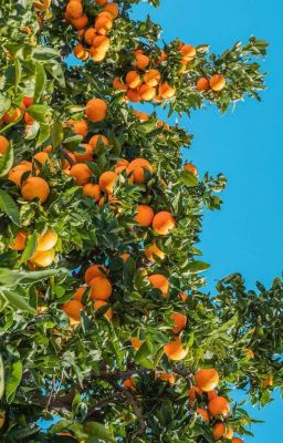 zekayusi | orange 